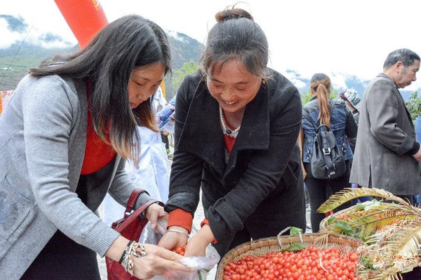 櫻桃紅了，老百姓笑了