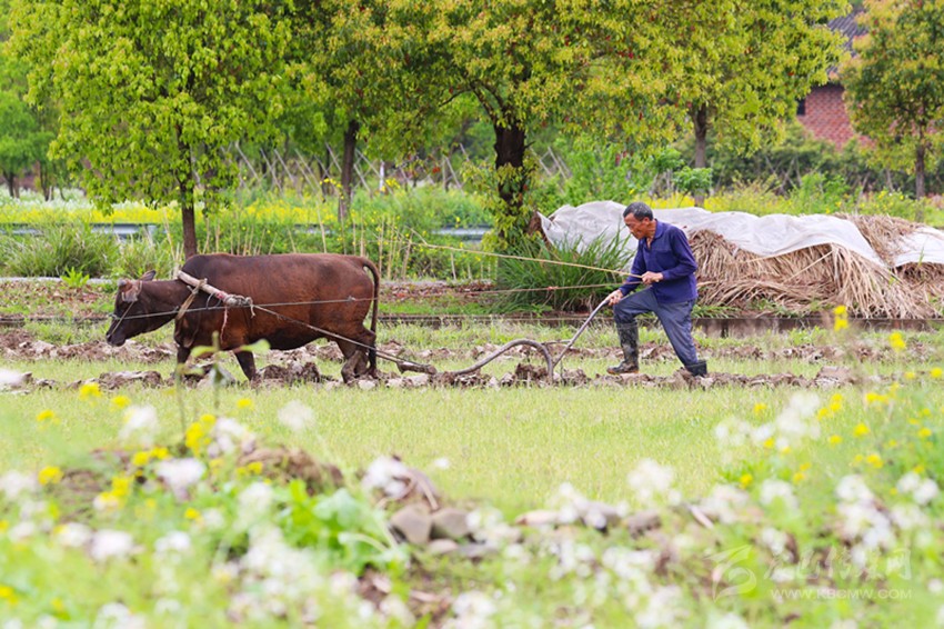 清明將至，各地農(nóng)事忙