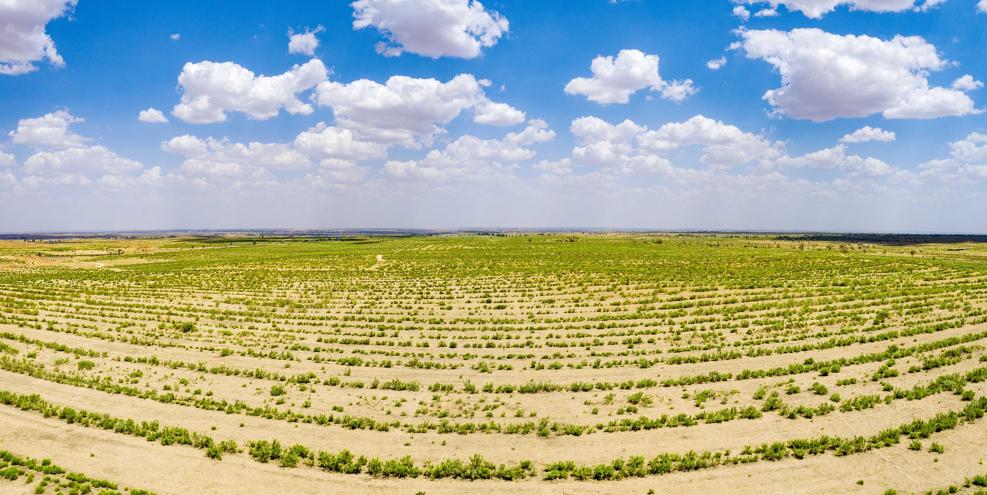 2023年6月7日，內蒙古鄂爾多斯，毛烏素沙漠。