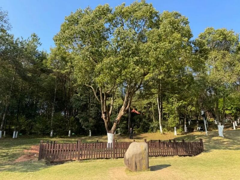 習(xí)近平同志為福建省長汀縣水土保持科教園捐種的香樟樹。圖源：學(xué)習(xí)時(shí)報(bào)